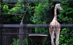reticulated giraffe