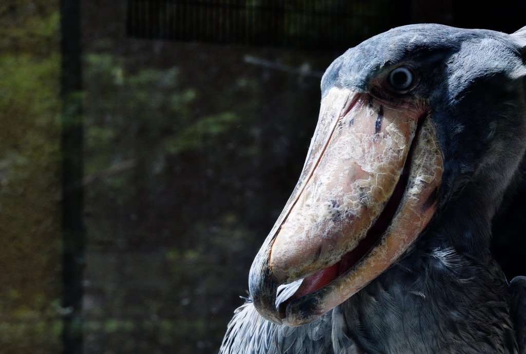 shoebill