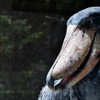 shoebill