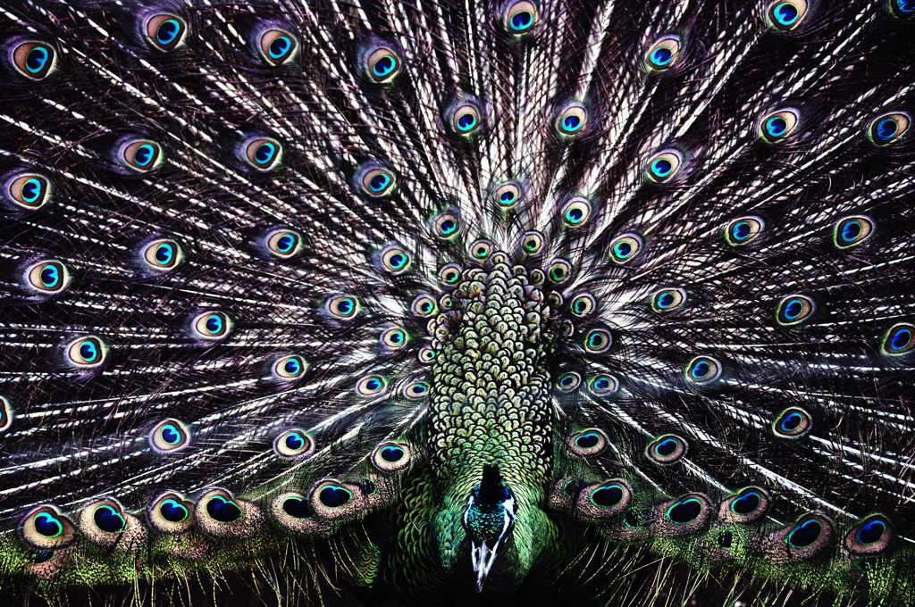 peacock