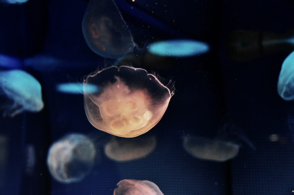 floating saucers
