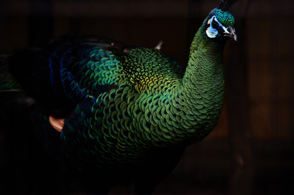 peacock suits
