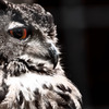 orange eye－right