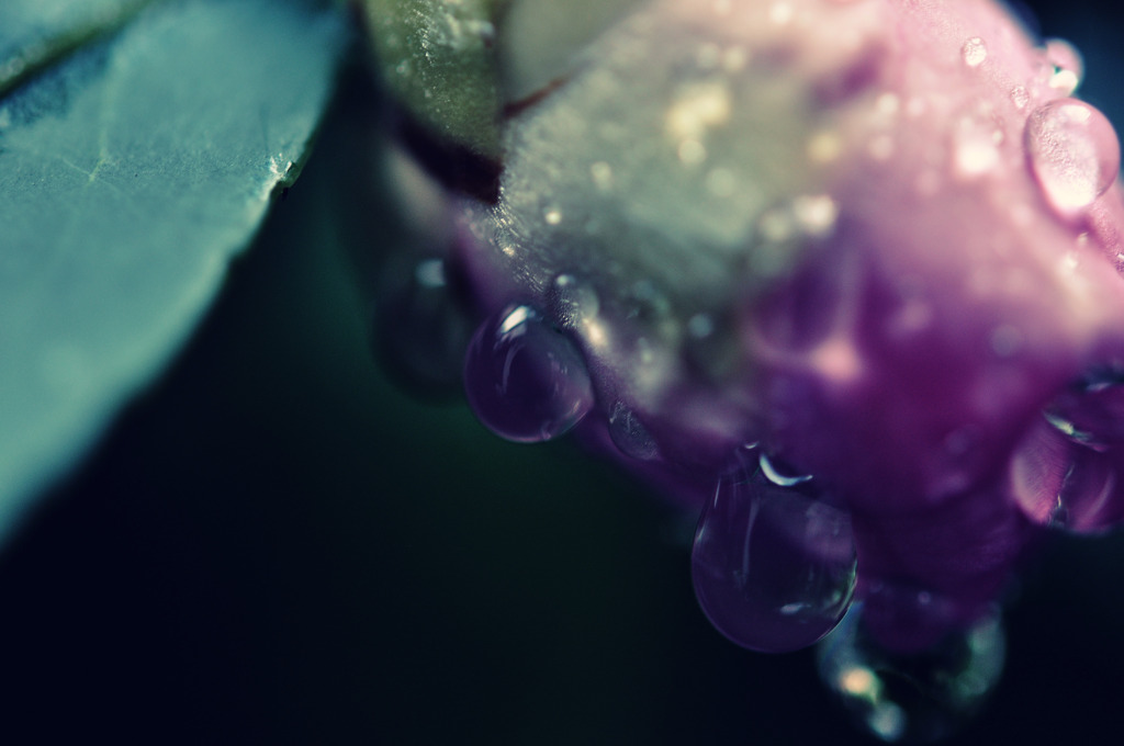 雨上がりのご褒美