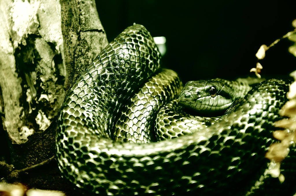 python