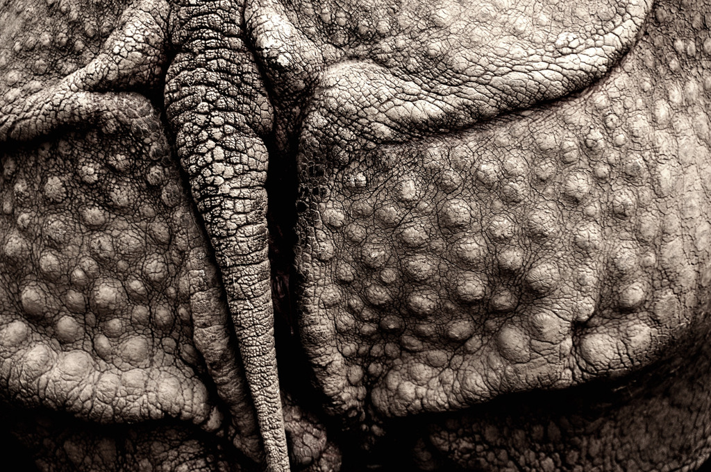 rhino's hip