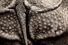 rhino's hip