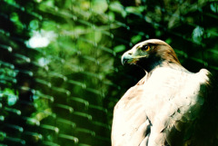 golden eagle