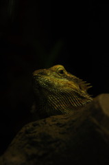 green iguana