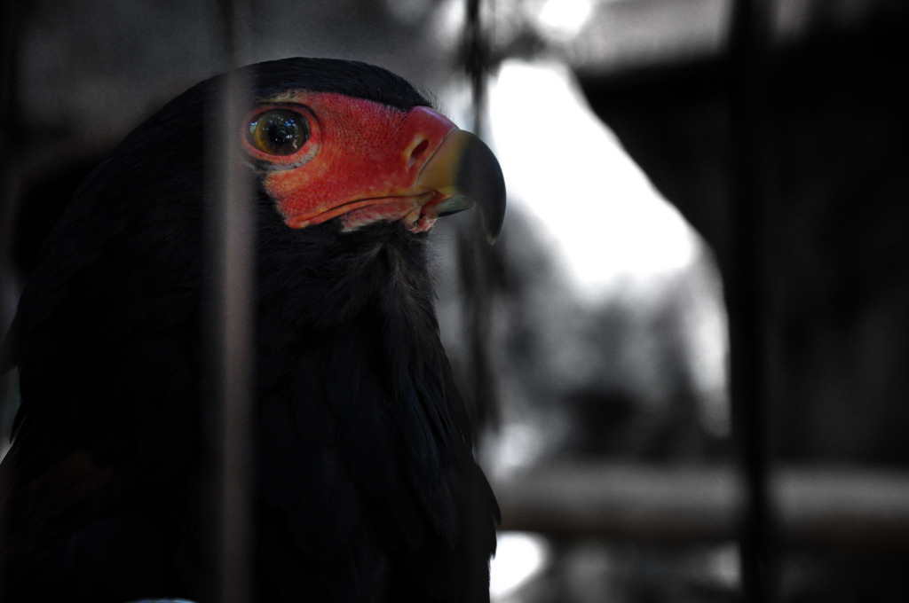 bateleur