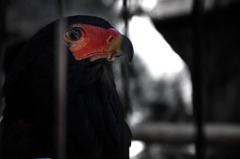 bateleur