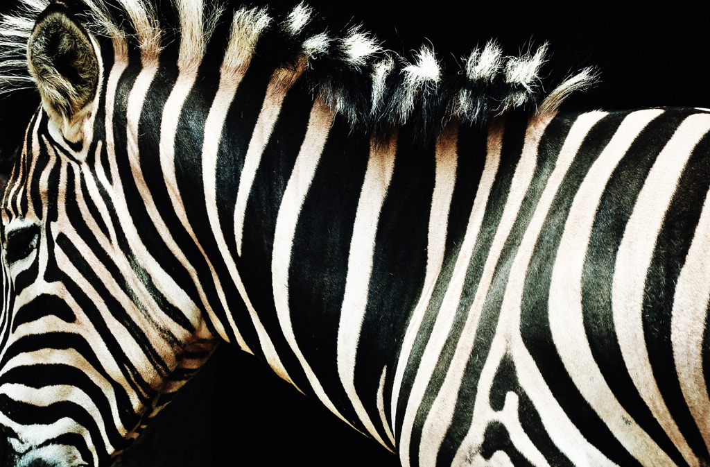 zebra