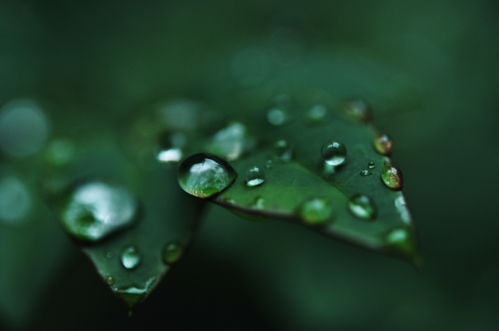 tsuyu-macro