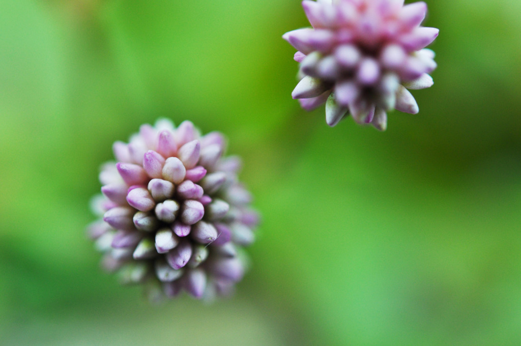 asa-macro