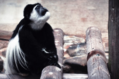 abyssinian colobus