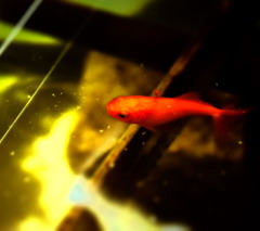 金魚