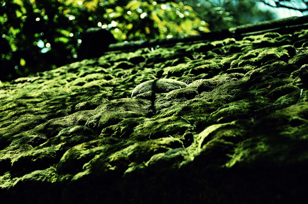 deep green on the gate