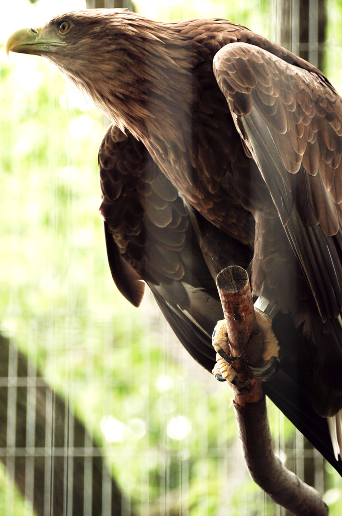 white-tailed eagle