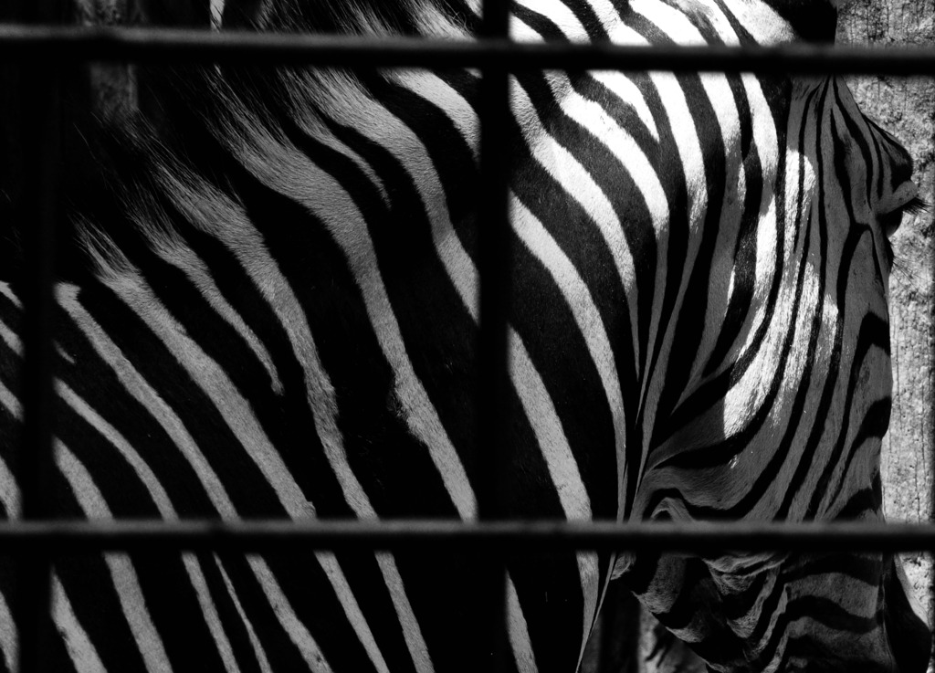zebra