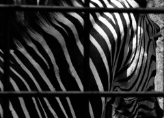 zebra