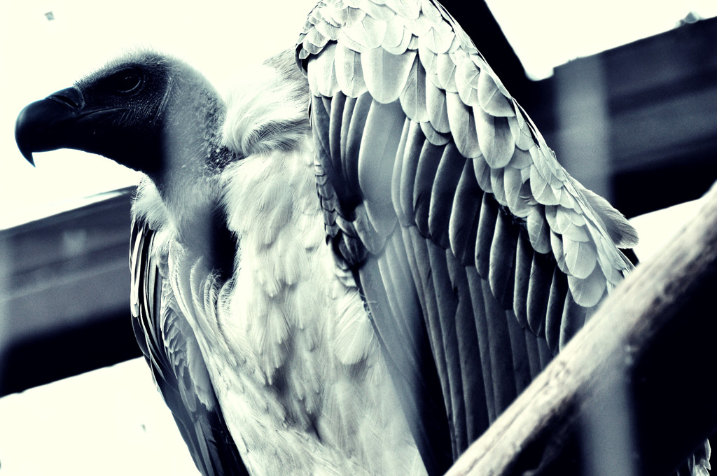 black vulture