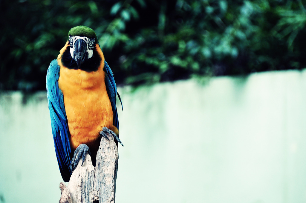 macaw