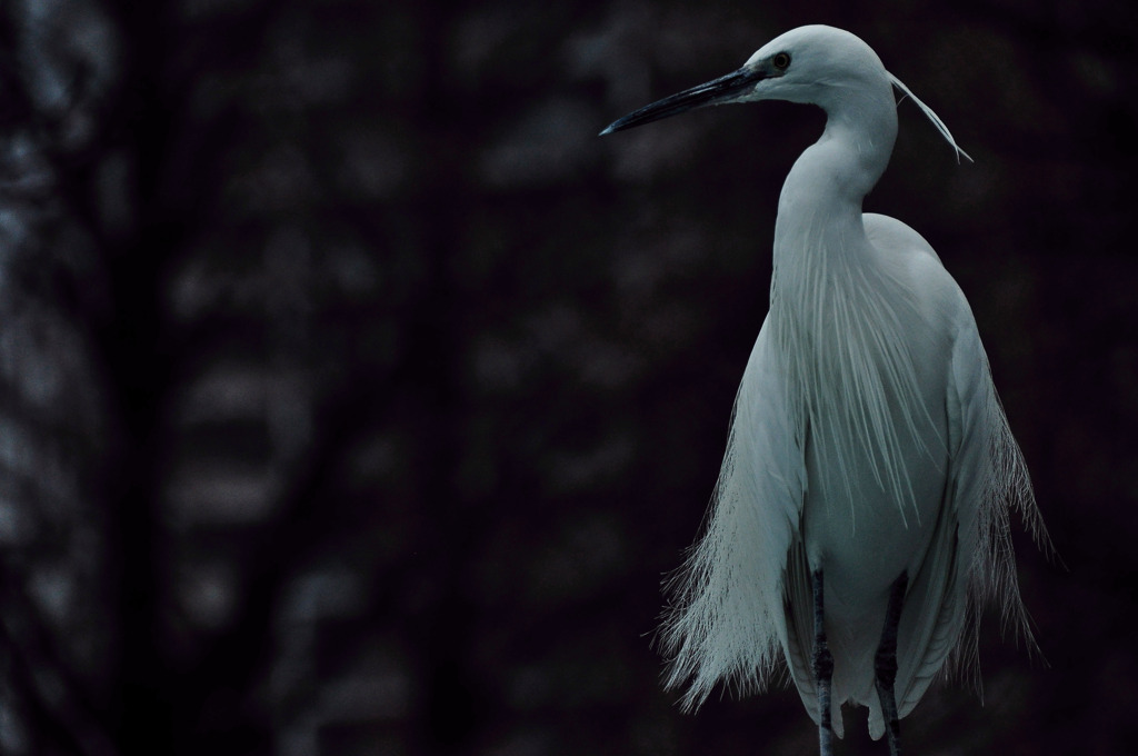 heron