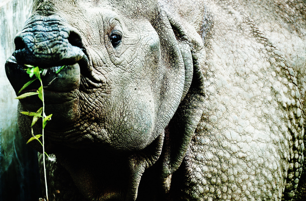 white rhinoceros