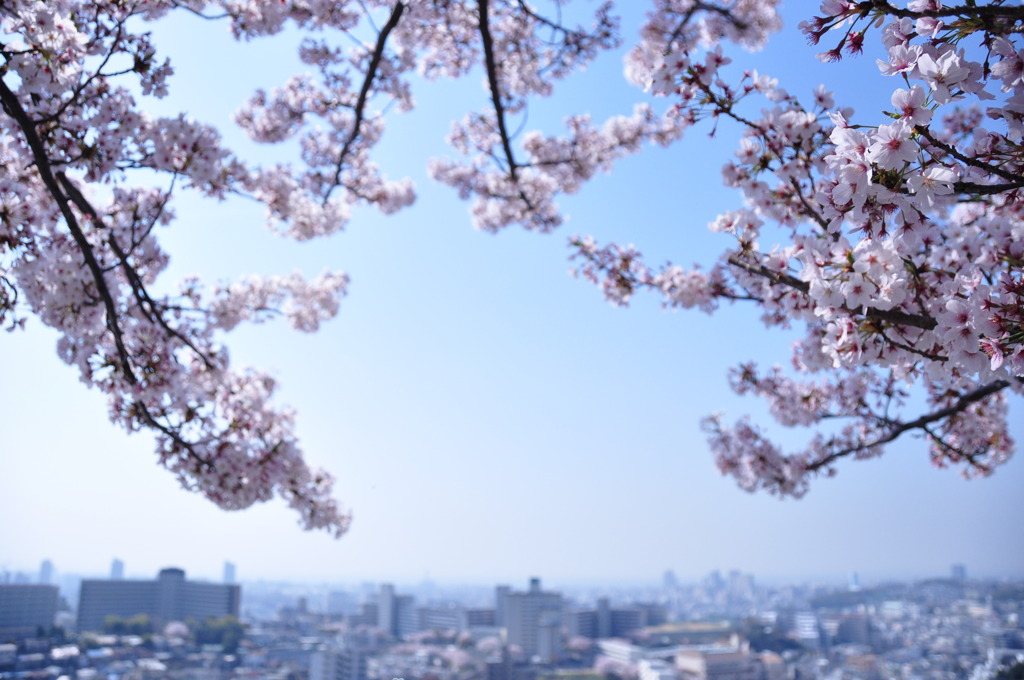 見守り続けた桜