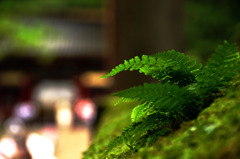 門前の緑