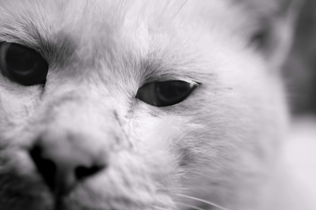 neko-mono-macro