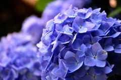 hydrangea