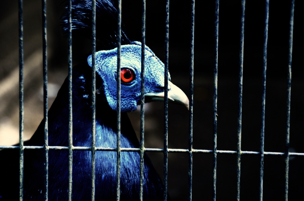 Himarayan Monal Pheasant