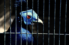 Himarayan Monal Pheasant