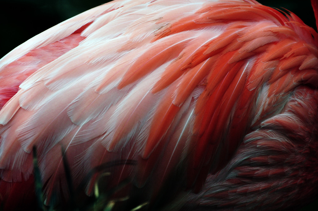 flamingo
