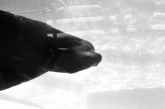 fur seal
