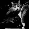 中野の猫