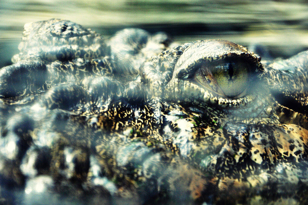 crocodile