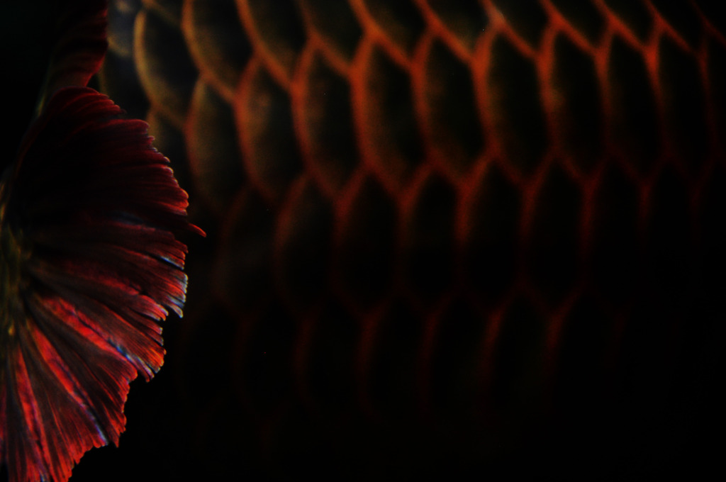 asian arowana 2