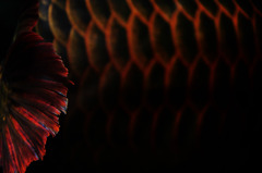 asian arowana 2