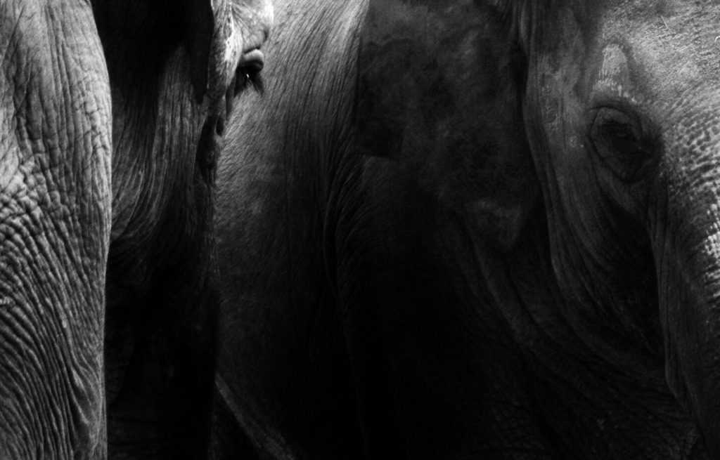 elephant