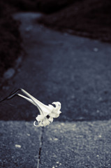 white lilly