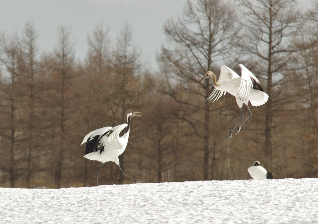 子別れの始まり