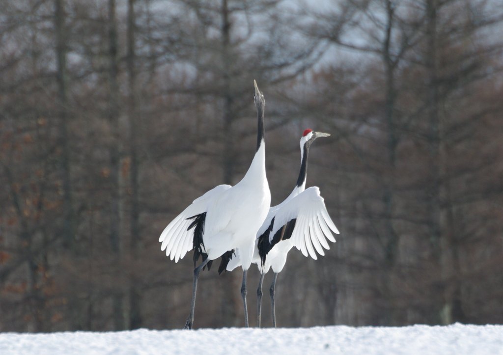 ヤメタ？　バカな
