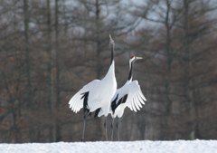 ヤメタ？　バカな