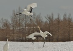 ママ　いかないで