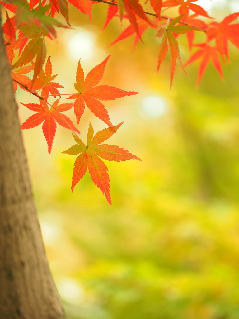 もみじgradation