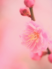 梅の花今年初撮り