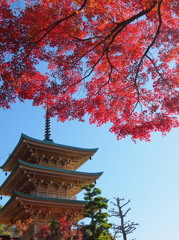 隋念寺秋景色