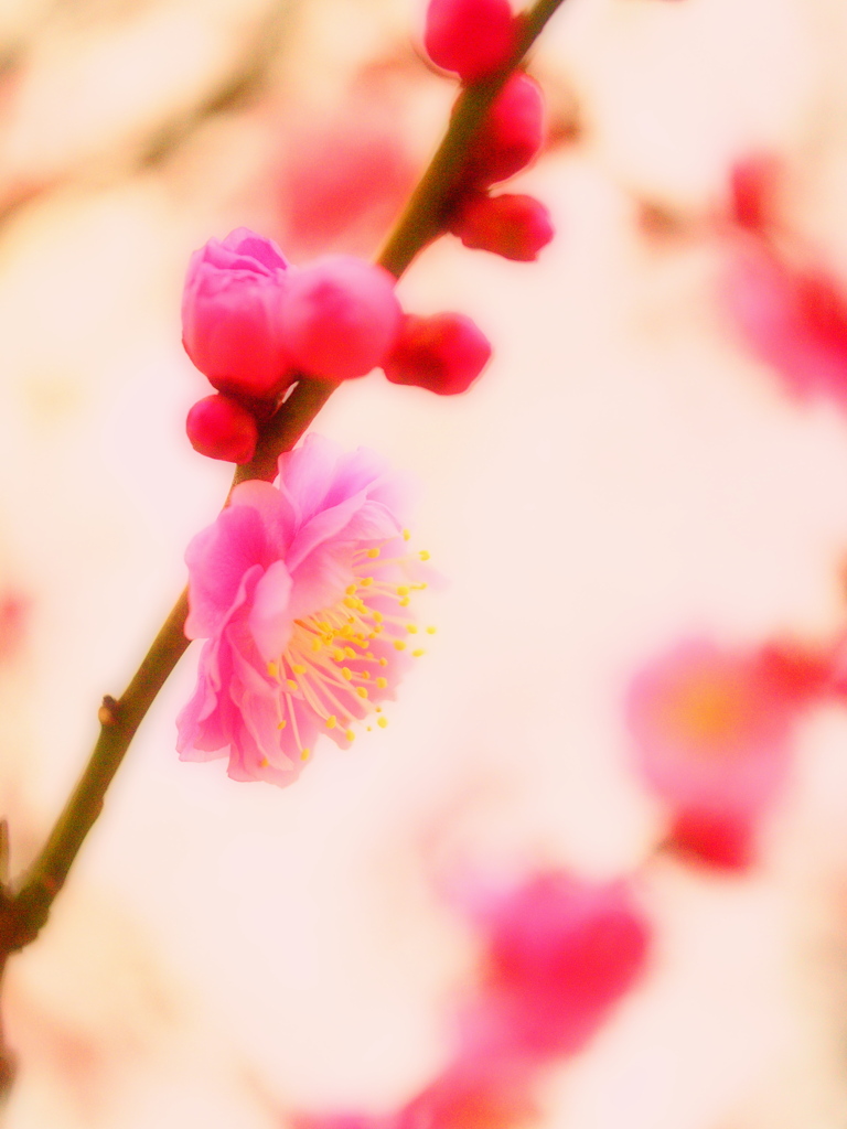 咲き出づる梅の初花